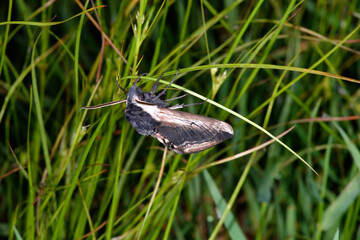 エゾコエビガラスズメ（北海道・鶴居村）
