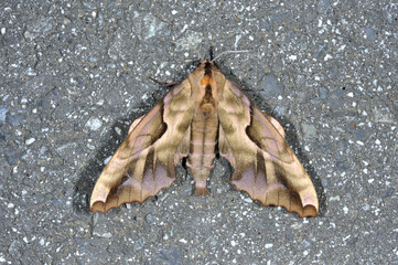 エゾスズメ（岡山県・新見市）
