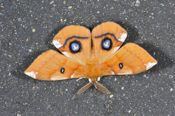 エゾヨツメの雄（北海道・鶴居村）
