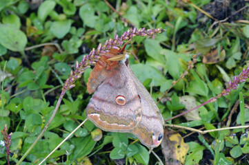 翅を閉じたヒメヤママユの雄（北海道・知床）
