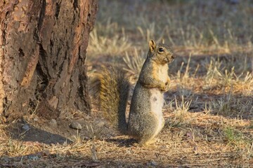 Cute squirrel in the morning light.