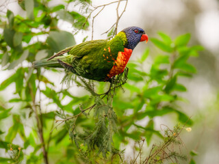  Lorikeet Balancing
