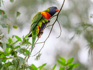 Lorikeet Clinging On