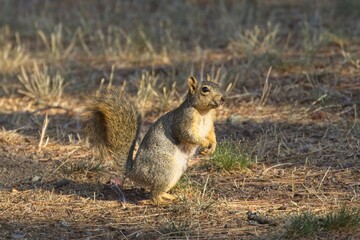 A cute squirrel standing up has the morning light shining on it in north Idaho.