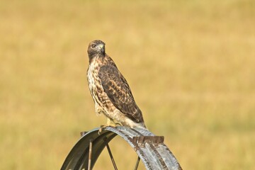 Beautiful hawk keeping an eye out for food.