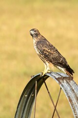 Portraiture of a hawk on an irrigation wheel.