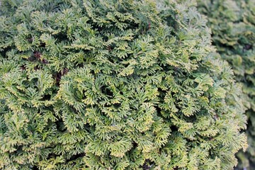 Hinoki cypress