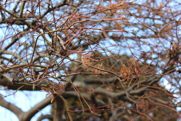 branches of a tree with sky
