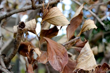 autumn leaves on a tree