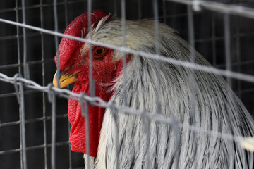 Rhode Island White Chicken Rooster in cage at county fair