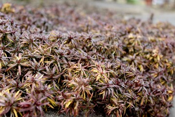 close up of a bunch of flowers