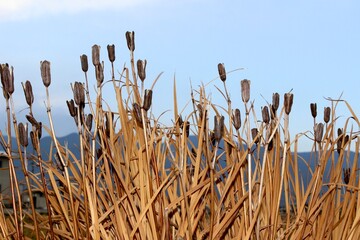 Cattails