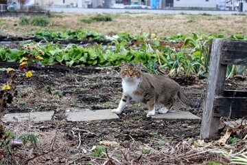 Stray cat in field