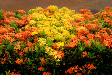 orange flowers in the garden
