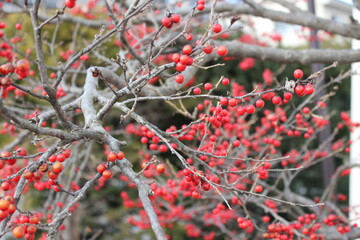 Japanese winterberry