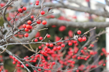 Japanese winterberry
