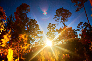 night in the forest with bonfire lighting the trees and moon in the horizont in mexiquillo durango 