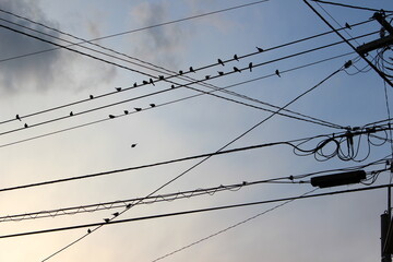 Birds on electrical lines