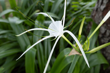 Fototapeta premium white flower