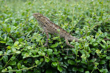 chameleon on the branch