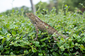 chameleon in the garden