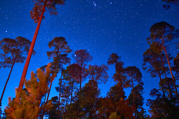 blue dark sky  with pine trees in the night in mexiquillo durango 