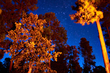 woods at night with dark sky and pine trees in foreground lightening of orange color by a bonfire in mexiquillo durango 