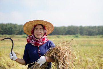 Happy Asian woman farmer wears hat, holds sickle to havest rice at paddy field. Concept :...
