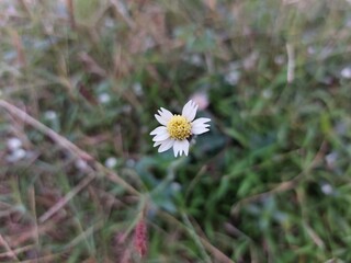 daisy flower, Tridax procumbens