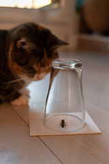 Curious cat carefully watching a caught wasp or fly in an inverted glass beaker, tries not to lose...