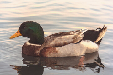 Un pato