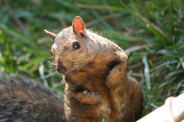 Inquisitive squirrel 