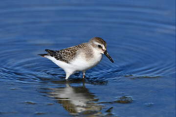 A Sanderling Sandpiper bird wading along shoreline