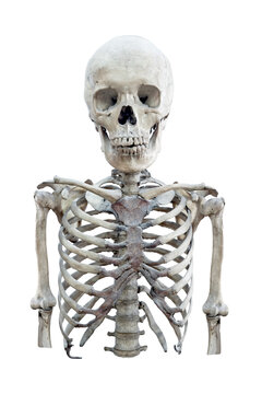 Portrait of human skeleton isolated