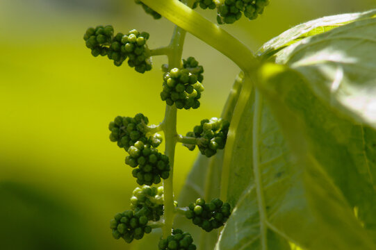Un brote de uvas en una parra