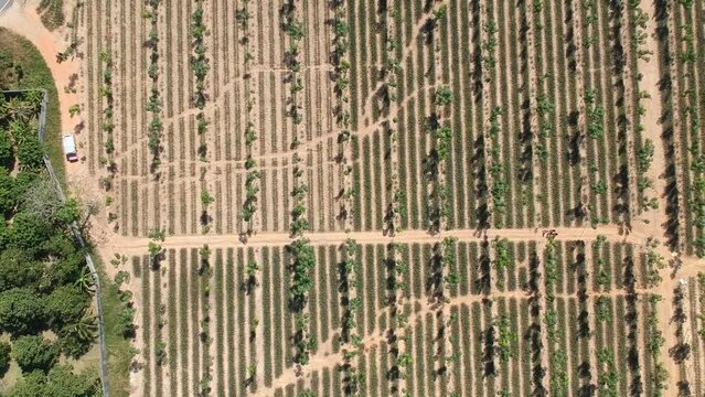 Pineapple orchard between rubber trees, beautiful spacing of trees, high angle view
