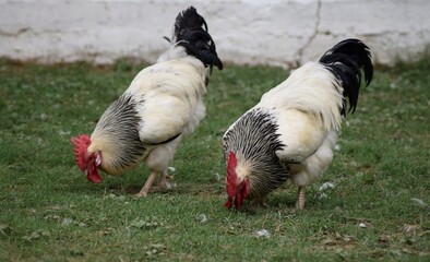 Two roosters in a farm. English sussex chicken breed.