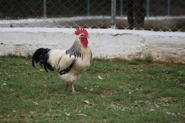 English sussex chicken or rooster in a farm. © Zeeshan
