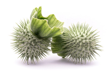 Datura inoxia, spiny capsule, jimsonweed, dope, thorn-apple, devil's weed, hell's bells. Solanaceae