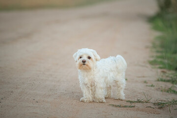 Beautiful purebred Maltese on a walk in the field.