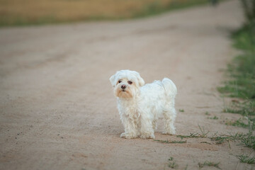 Beautiful purebred Maltese on a walk in the field.
