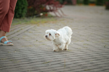 Beautiful purebred Maltese on a walk in the field.