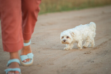 Beautiful purebred Maltese on a walk in the field.