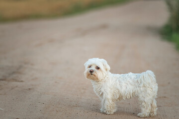 Beautiful purebred Maltese on a walk in the field.