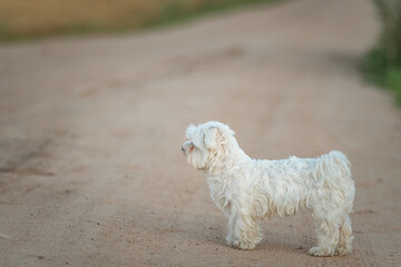 Beautiful purebred Maltese on a walk in the field.