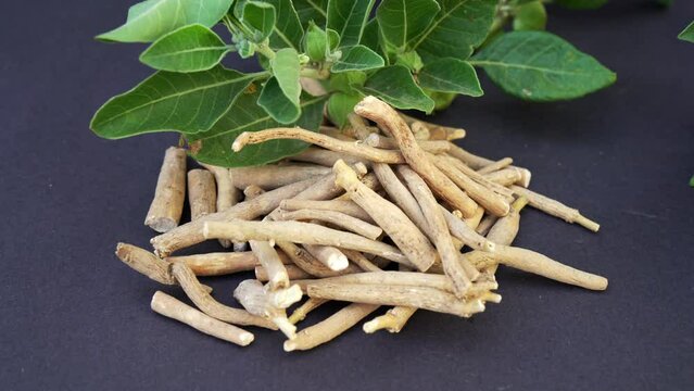 Ashwagandha Medicinal Herb with Fresh Leaves, also known as Withania Somnifera, Ashwagandha, Indian Ginseng, Poison Gooseberry, or Winter Cherry.