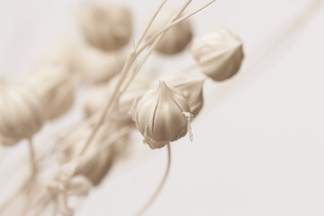 Beautiful romantic lovely wedding  white flowers buds with neutral beige background in retro vintage style macro