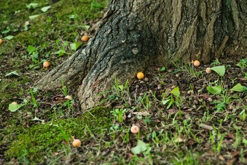 Tokyo,Japan - September 22, 2022: Gingko Nuts fallen on the earth
