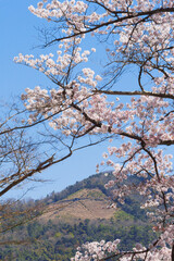 Fototapeta premium 春の京都 大文字山と桜