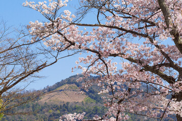 春の京都 大文字山と桜